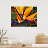 抽象芸術バードオブパラダイス ポスター (キッチン)