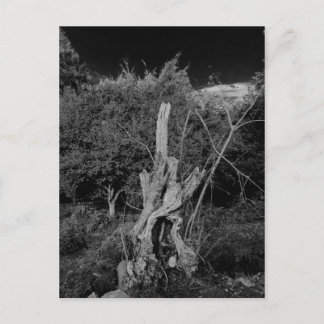抽象芸術ホラーアート – 死んだ木の首に人形 ポストカード