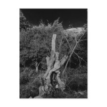 抽象芸術ホラーアート – 死んだ木の首に人形