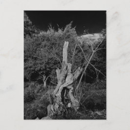 抽象芸術ホラーアート – 死んだ木の首に人形 ポストカード