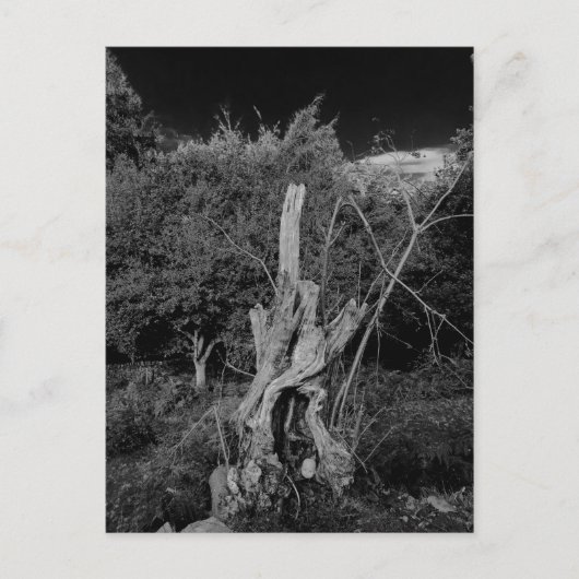 抽象芸術ホラーアート – 死んだ木の首に人形 ポストカード (正面)