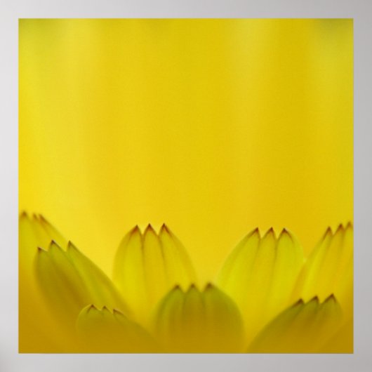抽象芸術モダンイエローマリゴールド花花びら ポスター (正面)