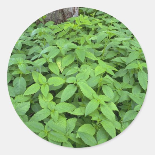 抽象芸術ワイルドミント葉 ラウンドシール (正面)