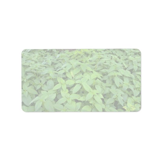 抽象芸術ワイルドミント葉 ラベル (正面)