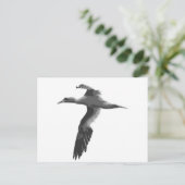 抽象芸術海鳥 ポストカード (スタンド正面)