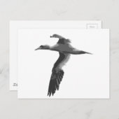 抽象芸術海鳥 ポストカード (正面/裏面)