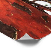 抽象芸術自然 – まだら樹皮1 ポスター (角)