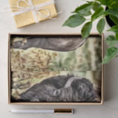 抽象芸術西バッファロー 薄葉紙 (ギフト)