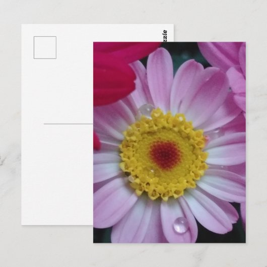 招待状 (正面/裏面)