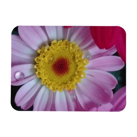 招待状 マグネット (横)