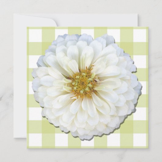 招待状 – 白《植物》百日草 (正面)