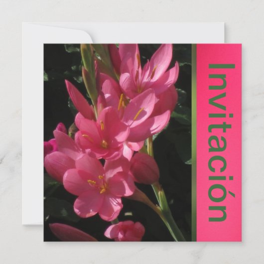 招待状 - 誕生日パーティー - ローザ (正面)