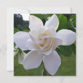 招待 - 自然に美しいガーデニア 招待状 (正面)