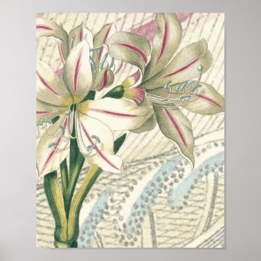 拡大百合 ポスター (正面)