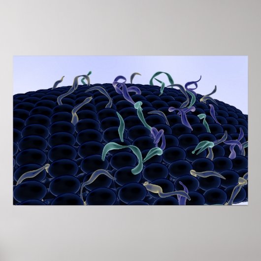 拡大細胞膜 ポスター (正面)