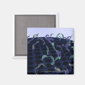 拡大細胞膜 マグネット (正面/裏面)