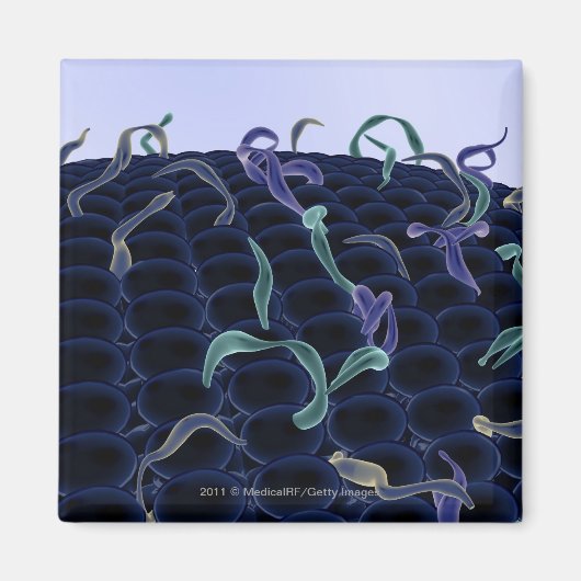 拡大細胞膜 マグネット (正面)