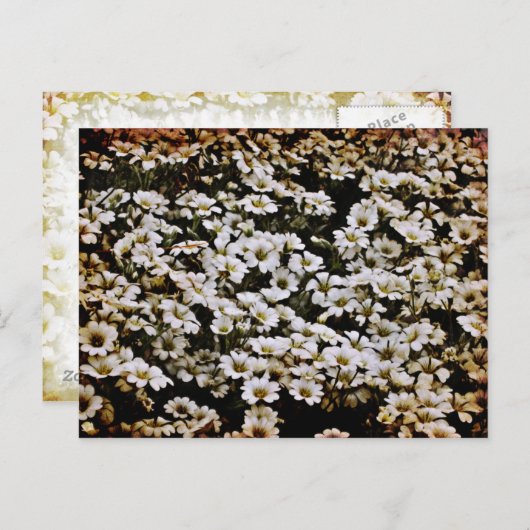 拡張ダシーフローラ ポストカード (正面/裏面)