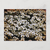 拡張ダシーフローラ ポストカード (正面)