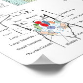 指圧鍼経絡の原診断チャート ポスター (角)