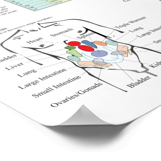 指圧鍼経絡の原診断チャート ポスター (角)