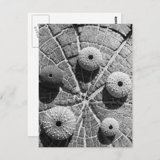 指輪 ポストカード (正面/裏面)