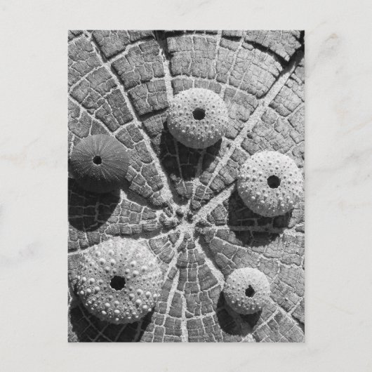 指輪 ポストカード (正面)