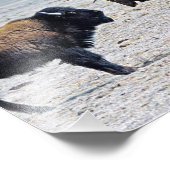 挑戦エルク対バッファロー8x10 フォトプリント (角)