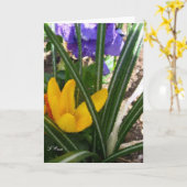 挨拶のカードクロッカスおよびパンジー カード (黄色い花)
