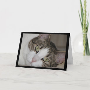 挨拶状を恋しく思っている物足りなそうな猫 カード