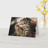 挨拶状-猫を日に晒すこと カード (黄色い花)