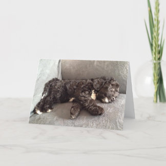 挨拶状- Cockapooの子犬 カード