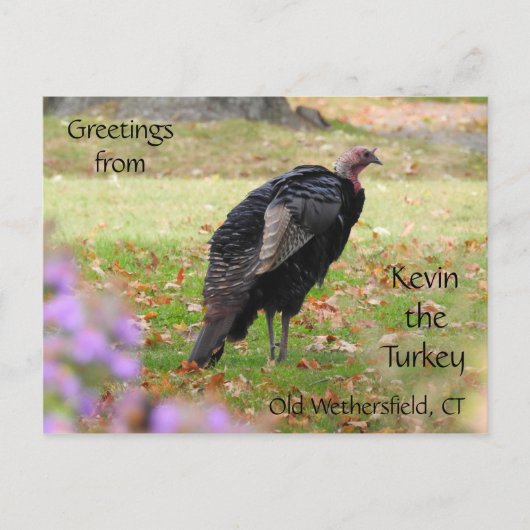 挨拶Kevin The Turkey - Old Wethersfield, CT ポストカード (正面)