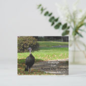 挨拶Kevin The Turkey - Old Wethersfield, CT ポストカード (スタンド正面)