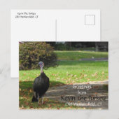 挨拶Kevin The Turkey - Old Wethersfield, CT ポストカード (正面/裏面)