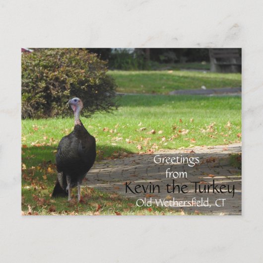 挨拶Kevin The Turkey - Old Wethersfield, CT ポストカード (正面)