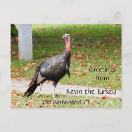 挨拶Kevin The Turkey - Old Wethersfield, CT ポストカード