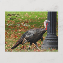 挨拶Kevin The Turkey - Old Wethersfield, CT ポストカード