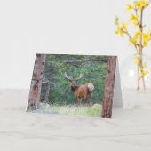 振り返るワンエルク |ロッキー山脈 カード (黄色い花)