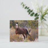 捕もしまえろ ポストカード (スタンド正面)