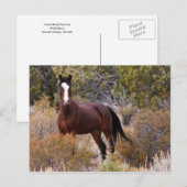 捕もしまえろ ポストカード (正面/裏面)