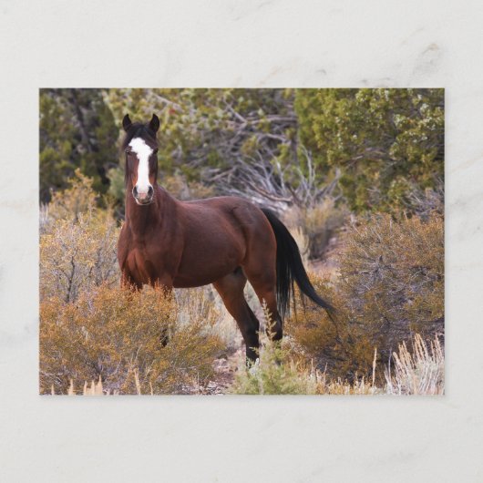 捕もしまえろ ポストカード (正面)