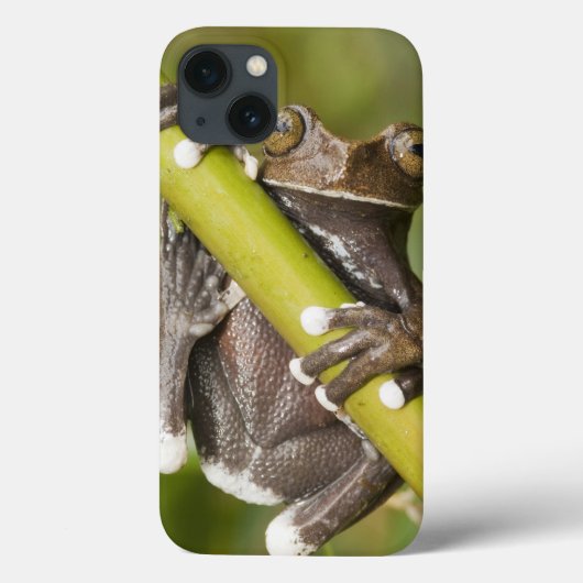 捕虜のTapichalacaのアマガエルHyloscirtus Case-Mate iPhoneケース (裏面)