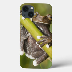 捕虜のTapichalacaのアマガエルHyloscirtus iPhone 13ケース