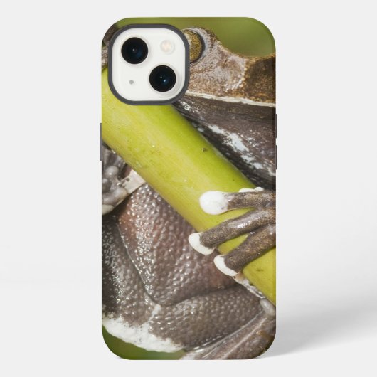 捕虜のTapichalacaのアマガエルHyloscirtus iPhoneケース (裏面)