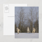 捕虜、ミネソタ州ダルース、アメリカ 2 ポストカード (正面/裏面)