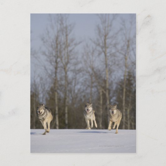 捕虜、ミネソタ州ダルース、アメリカ 2 ポストカード (正面)