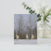 捕虜、ミネソタ州ダルース、アメリカ 2 ポストカード (スタンド正面)