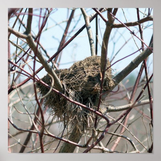 捨てられた鳥の巣春 ポスター (正面)