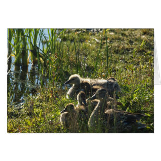 採用ベビーグース